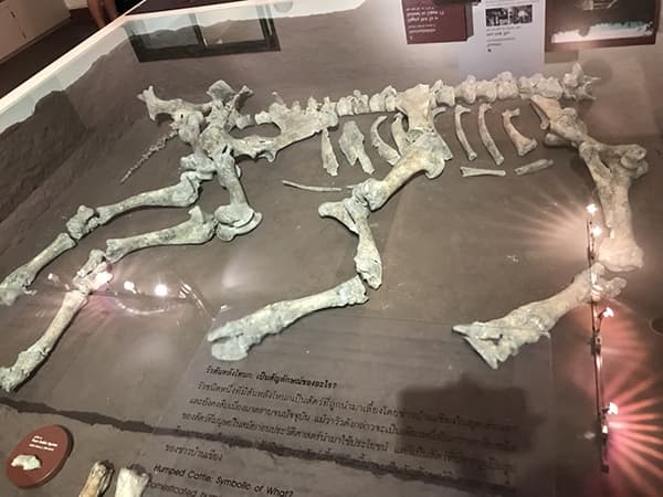 博物館の展示物|諸事情ありまして